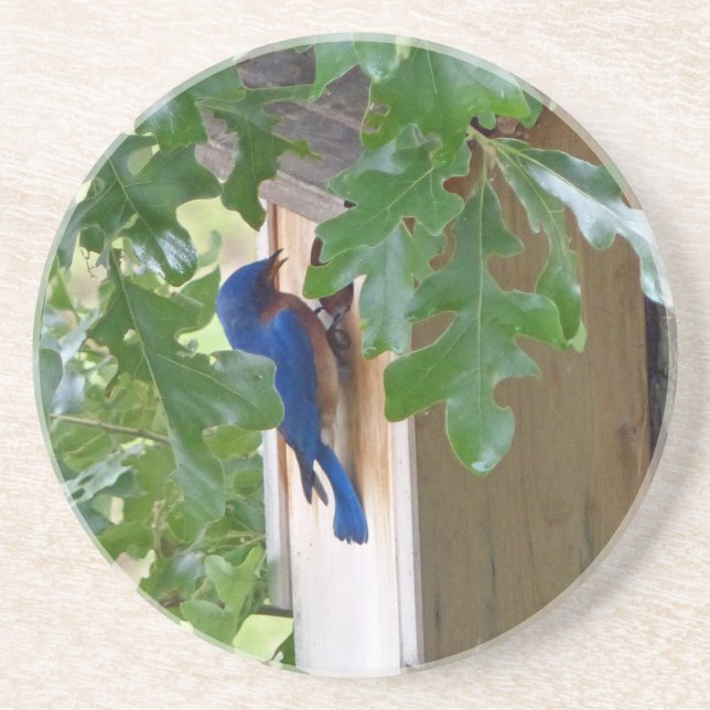 Bluebird at Home Coaster (Front)