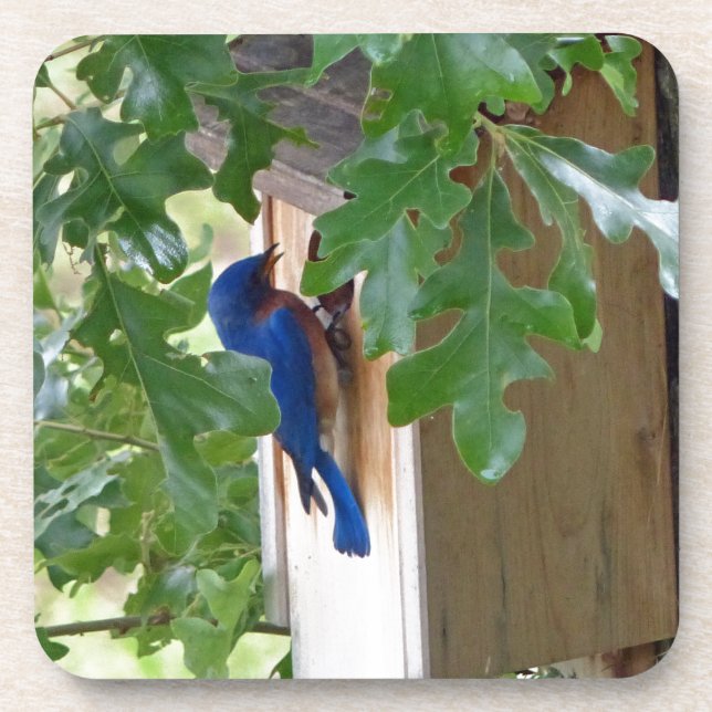 Bluebird at Home Coaster (Front)