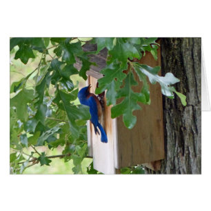 Bluebird at Home Greeting Card