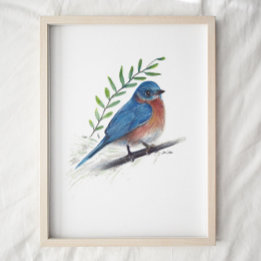 Bluebird Bird Art Poster
