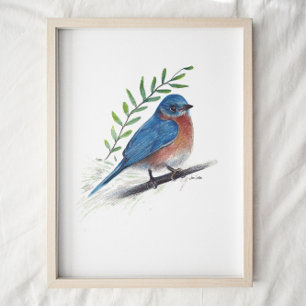 Bluebird Bird Art Poster