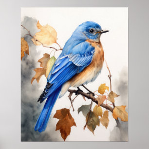 Bluebird Bird Art Print Poster