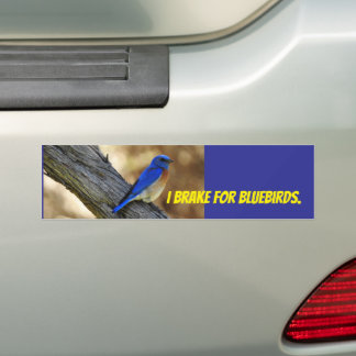 Bluebird bumper sticker