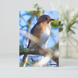 Bluebird card Nature note card
