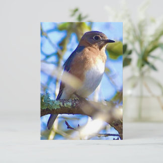 Bluebird card Nature note card