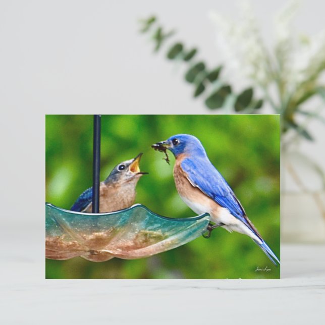 Bluebird card Nature note card (Standing Front)