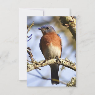 Bluebird card Nature note card