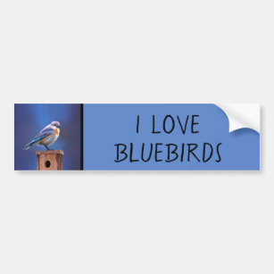 Bluebird (Female) Painting - Original Bird Art Bumper Sticker