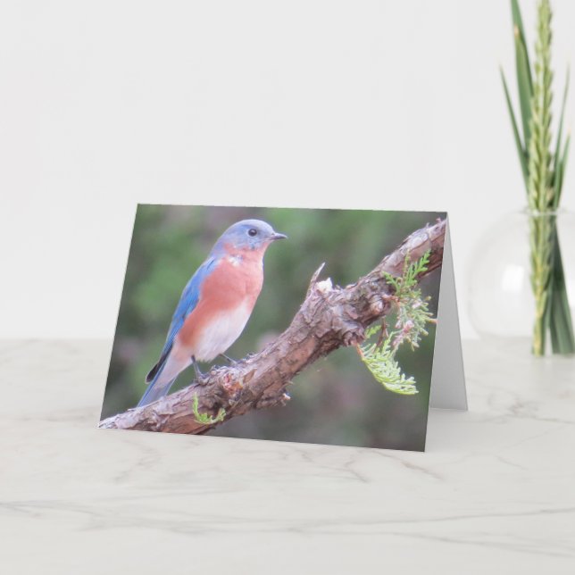 Bluebird Greeting Card (Front)