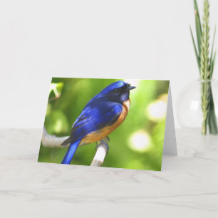 Bluebird Happiness Card