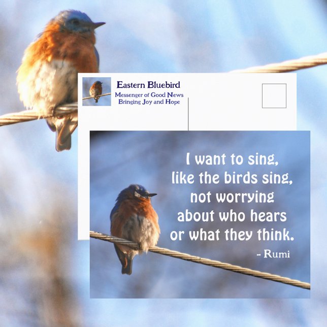 Bluebird I want to Sing Rumi Quote Photographic Postcard (Creator Uploaded)