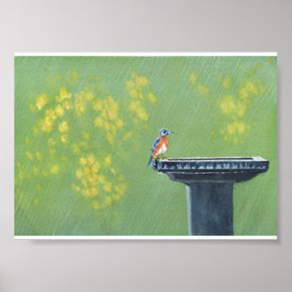 Bluebird in Rain Poster