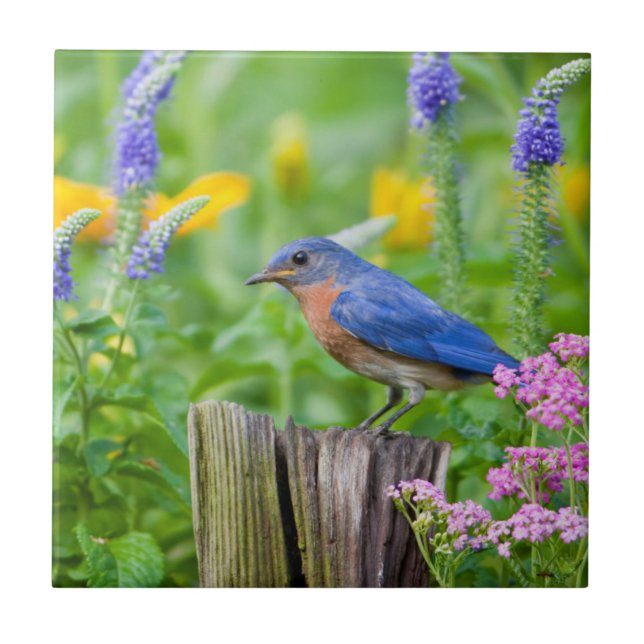 Bluebird male on fence post in flower garden ceramic tile (Front)