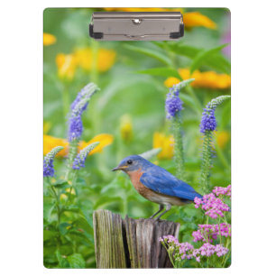 Bluebird male on fence post in flower garden clipboard