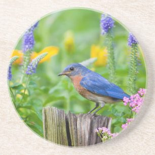 Bluebird male on fence post in flower garden coaster