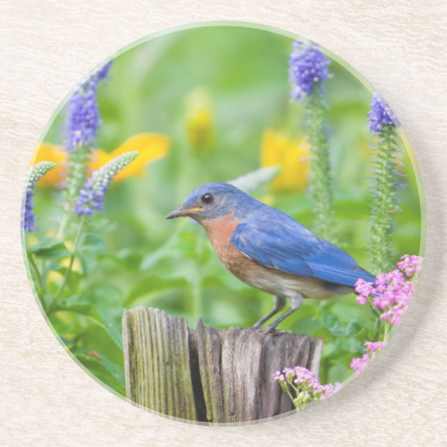 Bluebird male on fence post in flower garden coaster (Front)