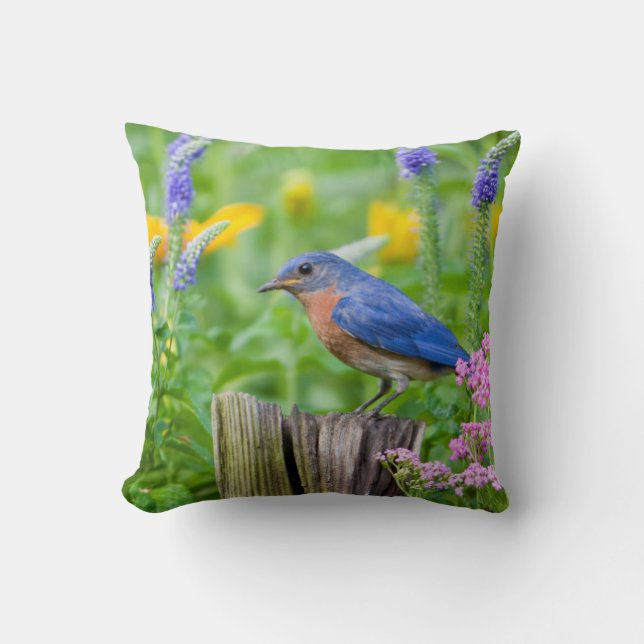 Bluebird male on fence post in flower garden cushion (Front)