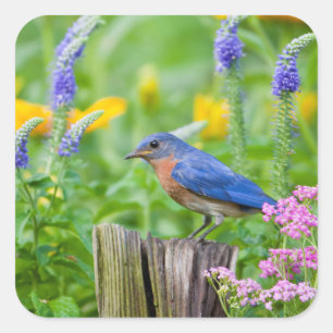 Bluebird male on fence post in flower garden square sticker