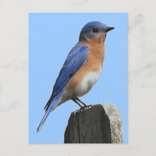 Bluebird Male Postcard
