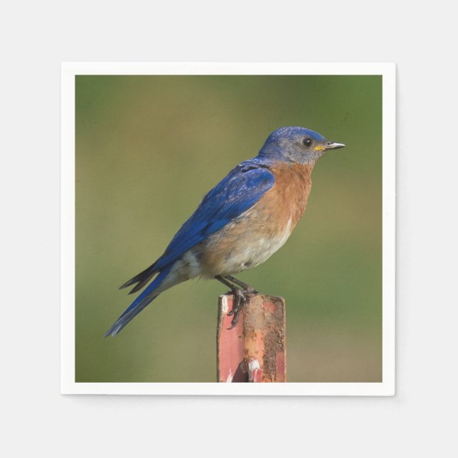 Bluebird Napkin (Front)