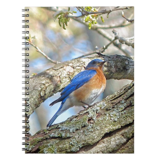 Bluebird Notebook (Front)