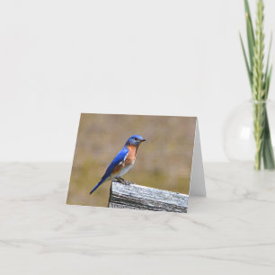 Bluebird Notecard