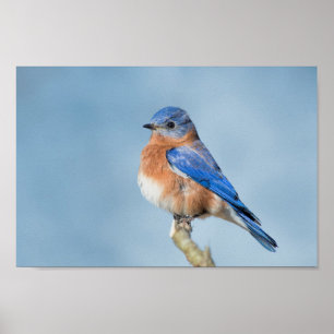 Bluebird of Happiness Poster