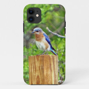 Bluebird on a Fence Post iPhone 11 Case
