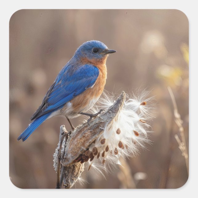 Bluebird on a Milkweed Pod Square Sticker (Front)