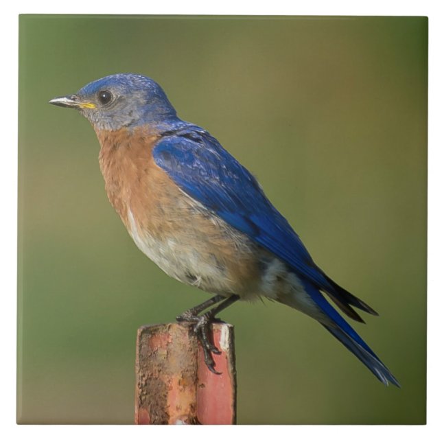 BLUEBIRD ON A STAKE CERAMIC TILE (Front)