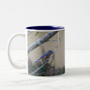 Bluebird on Branch FL Bluebird Lovers Brooksville Two-Tone Coffee Mug