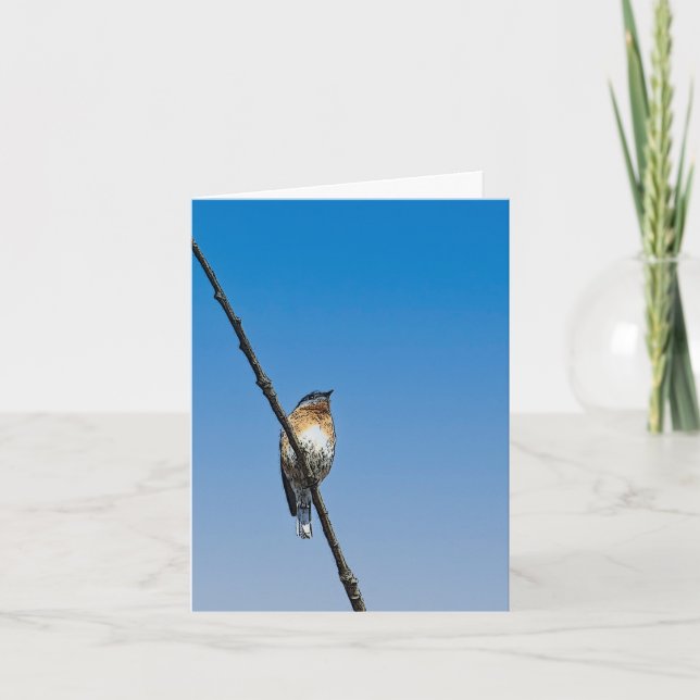 Bluebird on branch note card (Front)