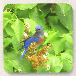 Bluebird on Lilac Hedge Coaster
