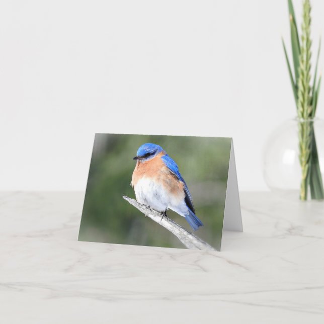 Bluebird on the Shagbark blank inside Card (Front)