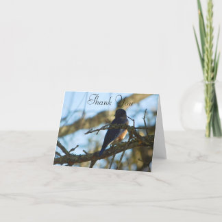 Bluebird Out Late Afternoon FL Eastern Bluebird Thank You Card