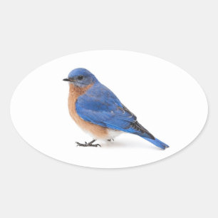 Bluebird Oval Sticker