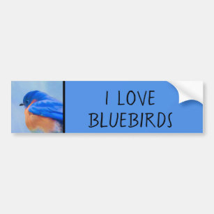 Bluebird Painting - Original Bird Art Bumper Sticker