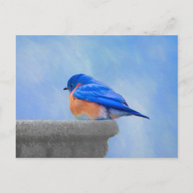Bluebird Painting - Original Bird Art Postcard (Front)