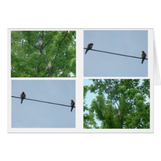 Bluebird Pair, Collage