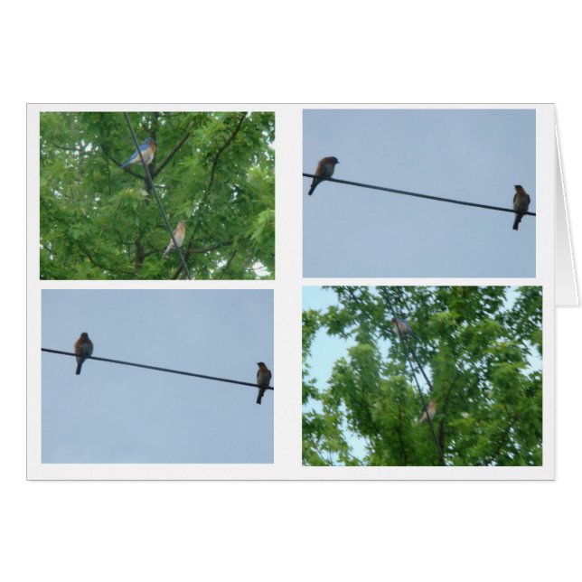 Bluebird Pair, Collage (Front Horizontal)