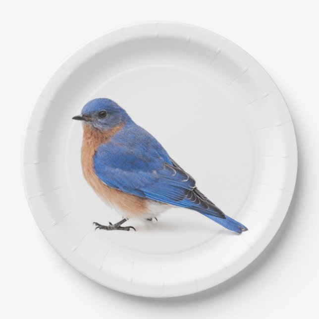 Bluebird Paper Plate (Front)