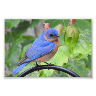 Bluebird Photo Print