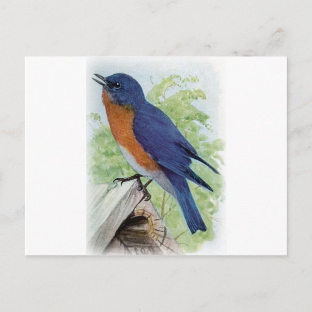 Bluebird Postcard (Front)