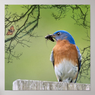 Bluebird Provider Poster
