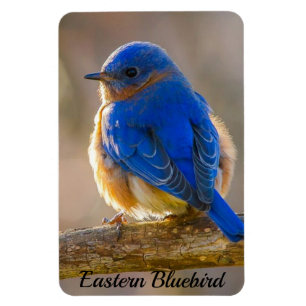 Bluebird Refrigerator Magnet Photo Template