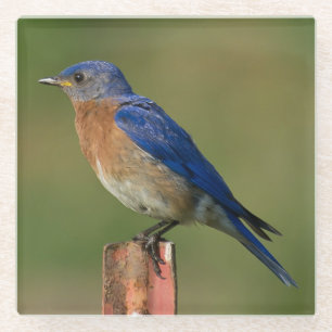 BLUEBIRD RESTING ON A STAKE GLASS COASTER