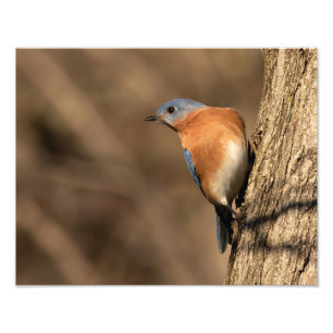 Bluebird, Sideways Glance Photo Print