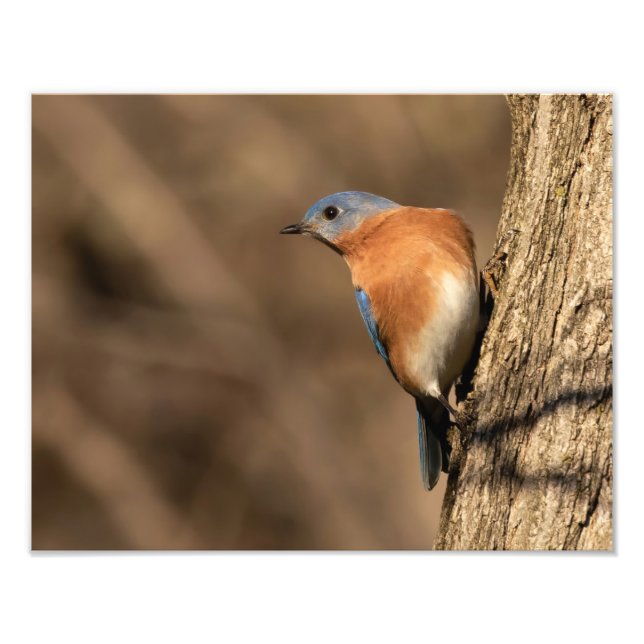 Bluebird, Sideways Glance Photo Print (Front)