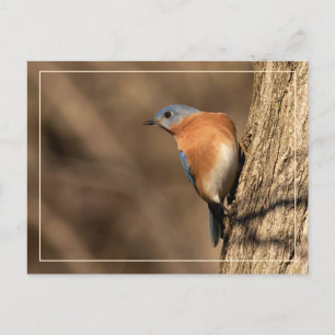 Bluebird, Sideways Glance Postcard