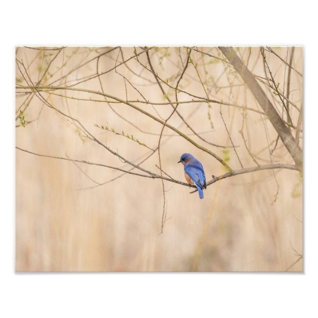 Bluebird Spring Photo Print (Front)